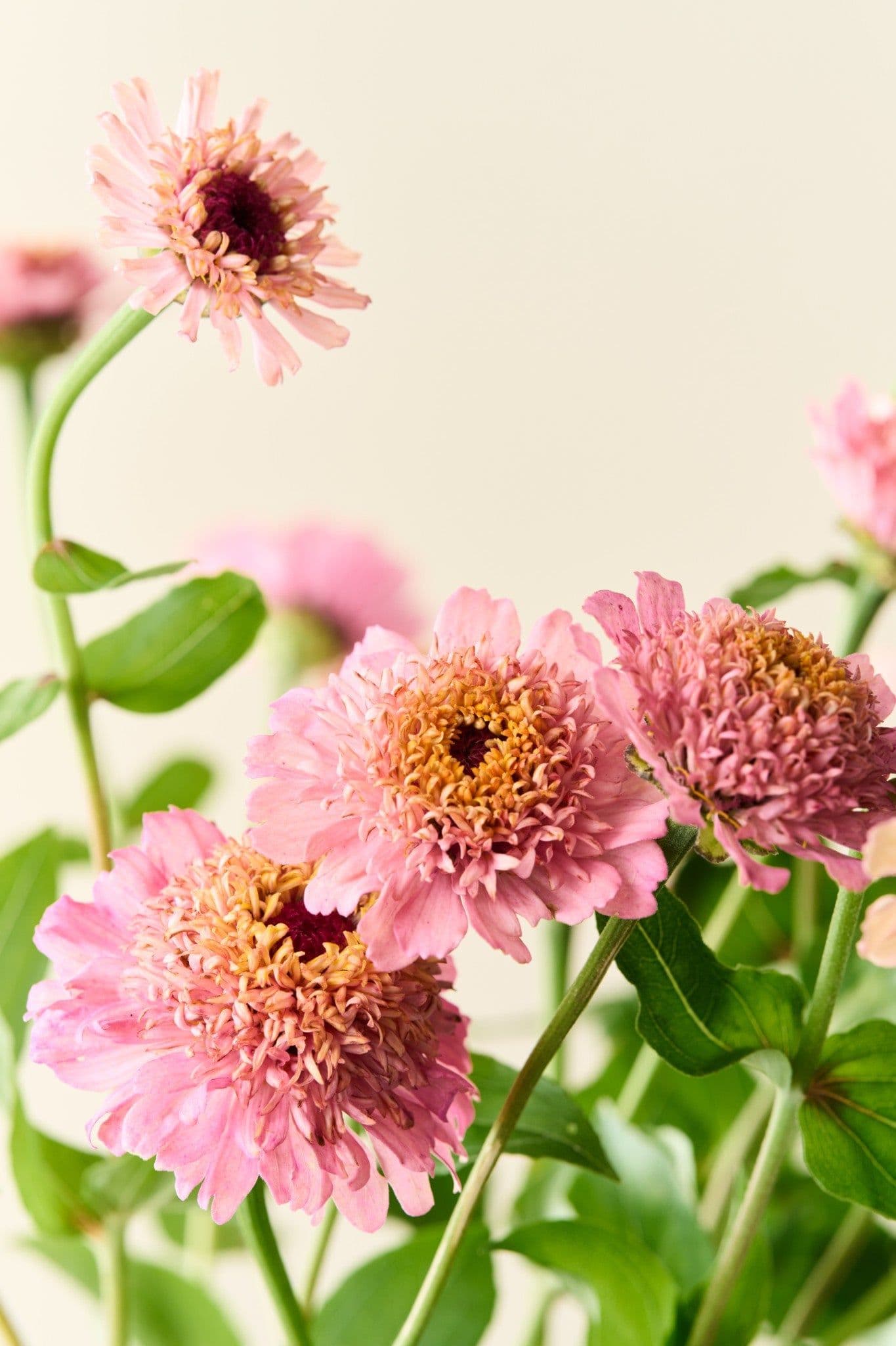 Lyserøde blomster fra Frk. Grønts webshop